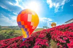 röd blomma trädgård fält, khao kho, med ballonger i khao kho distrikt Phetchabun provins, thailand foto