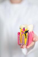 tandläkare med tand anatomi modell. oral tänder förfall och sjukdom, skrapa av tandsten. Mars oral hälsa, tandläkare dag, falsk tänder. tandvärk och barn dental hälsa månad och ortodontisk hälsa dag foto