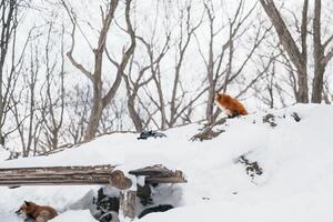 söt räv på snö i vinter- säsong på zao räv by, miyagi prefektur, japan. landmärke och populär för turister attraktion nära sendai, tohoku område, japan. resa och semester begrepp foto