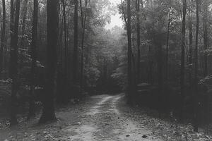 ai genererad skrämmande grön mörk skog natur professionell fotografi foto