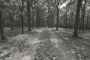 ai genererad skrämmande grön mörk skog natur professionell fotografi foto