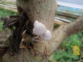 fängslande bilder av parasitisk svampar växande på träd trunkar foto