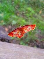 mycket liten röd fjäril perfekt reflekterad i fönster Foto