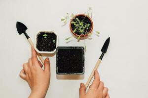 trädgård hand verktyg, en pott med en fröplanta växt foto