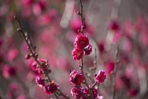 röd plommon blommor på atami plommon parkera i shizuoka dagtid stänga upp foto