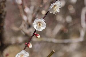 vit plommon blommor på atami plommon parkera i shizuoka dagtid stänga upp foto