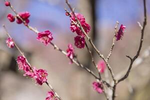 röd plommon blommor på atami plommon parkera i shizuoka dagtid foto