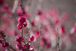 röd plommon blommor på atami plommon parkera i shizuoka dagtid stänga upp foto