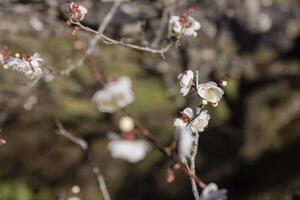 vit plommon blommor på atami plommon parkera i shizuoka dagtid stänga upp foto