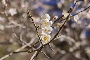 vit plommon blommor på atami plommon parkera i shizuoka dagtid stänga upp foto