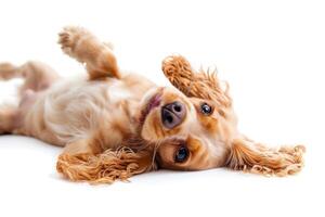 ai genererad de ung engelsk cockerspaniel spaniel hund på en vit bakgrund foto