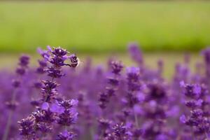 bi Sammanträde på en lavendel- blomma i en fält.suddigt bakgrund. hög kvalitet Foto