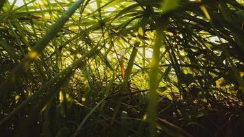 skön se av vild gräs på soluppgång foto