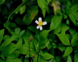 närbild av vit blommor i de trädgård och mycket naturlig foto