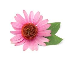 echinacea blommor på vit bakgrunder foto