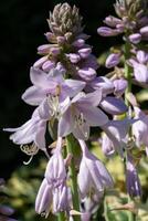 stänga upp bild av hosta, hosta cultivar foto