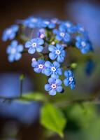 sibirisk buggloss, brunnera macrophylla foto