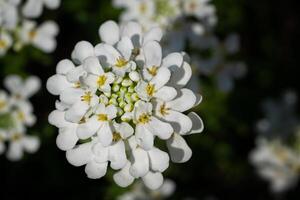 vintergröna candytuft, iberis sempervirens foto