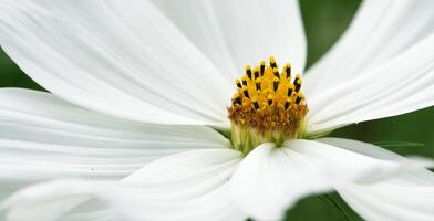 trädgård kosmos, kosmos bipinnatus foto