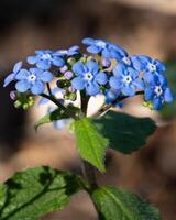 sibirisk buggloss, brunnera macrophylla foto