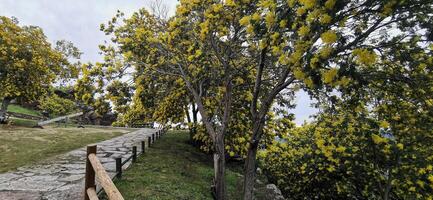 detaljer av akacia träd med gul blommor på de sluttningar av de douro flod, i nordöstra portugal. underbar resa och natur. foto