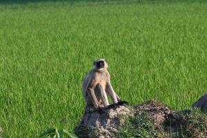 en langur apa är sett Sammanträde på de små bund av de jordbruks fält i de tidigt morgon- timmar foto