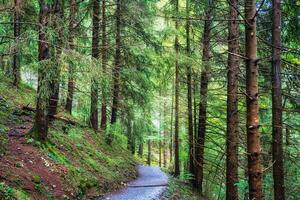 frodig landskap grön tall skog och väg i nationell parkera foto