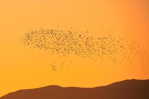 flock av fågel flygande i de orange himmel foto