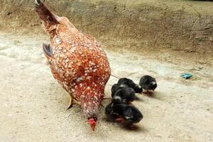 mor höna matning söt kycklingar foto