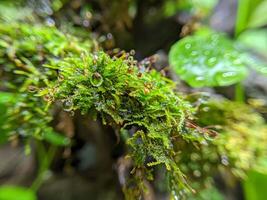 natur bilder bakgrund foto