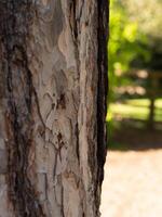 brun träd bark i de Sol textur foto