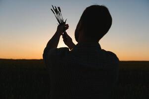 närbild skott av en man kontroll de kvalitet av de vete spikelets på en solnedgång i de mitten av de gyllene mogna fält. bruka arbetstagare undersöker de öron av vete innan skörd. jordbruks begrepp foto