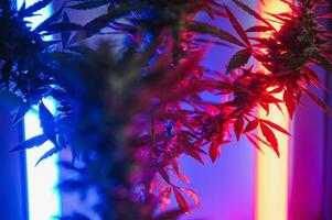 djup lila cannabis växt. marijuana blomma. medicinsk marijuana i violett neon ljus på svart bakgrund. estetisk skön cannabis hampa foto