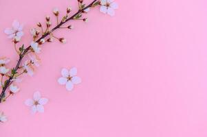 körsbär träd blomma. april blommig natur och vår sakura blomma på färgad bakgrund. baner för 8 Mars, Lycklig påsk med plats för text. springtime begrepp. topp se. platt lägga foto