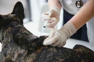 veterinär vacciner hund i ljus klinik foto