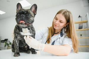 veterinär kvinna undersöker de hund och sällskapsdjur henne. djur- sjukvård sjukhus med professionell sällskapsdjur hjälp foto