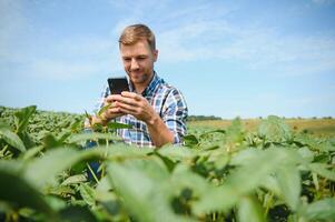 agronom inspekterande soja böna gröda växande i de bruka fält. lantbruk produktion begrepp. ung agronom undersöker sojaböna beskära på fält i sommar. jordbrukare på sojaböna fält. foto