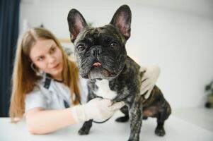 veterinär förbi lyssnande till en franska bulldogg hund i hans klinik foto