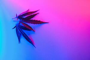 cannabis blad, marijuana löv isolerat på färgad bakgrund. foto