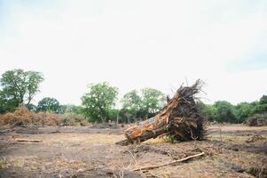 avskogning miljö- problem, regn skog förstörd för olja handflatan plantager foto