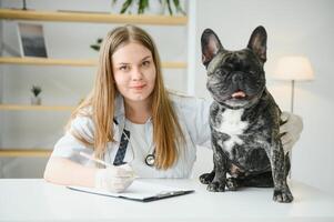 glad ung veterinär tar vård och granskning en skön hund franska bulldogg foto