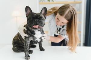 medicin, sällskapsdjur vård och människor begrepp - stänga upp av franska bulldogg hund och veterinär läkare hand på veterinär klinik. foto