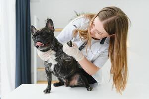 veterinär kvinna undersöker de hund och sällskapsdjur henne. djur- sjukvård sjukhus med professionell sällskapsdjur hjälp foto