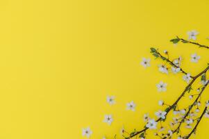 körsbär träd blomma. april blommig natur och vår sakura blomma på färgad bakgrund. baner för 8 Mars, Lycklig påsk med plats för text. springtime begrepp. topp se. platt lägga foto