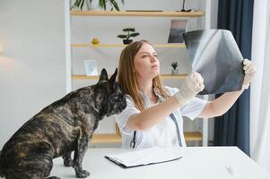 franska bulldogg i en veterinär klinik. veterinär medicin begrepp. foto