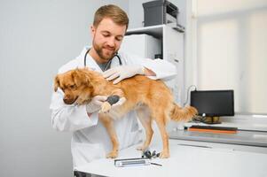 hund med veterinärer i klinik. foto