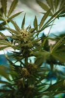 marijuana löv, cannabis, skön bakgrund, inomhus- odling. foto