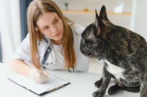 medicin, sällskapsdjur vård och människor begrepp - stänga upp av franska bulldogg hund och veterinär läkare hand på veterinär klinik. foto