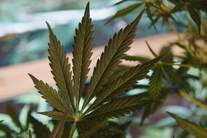 växande cannabis indica, marijuana löv, hampa cbd, marijuana vegetation växter, bakgrund grön, odling cannabis, topp se. foto