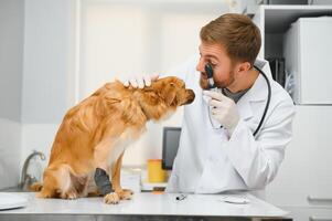 Lycklig veterinärer granskning hund i klinik foto